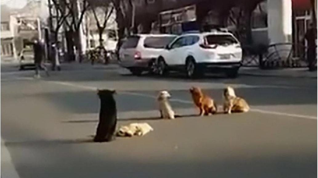 Cuatro perros hacen guardia para cuidar el cadáver de su amigo