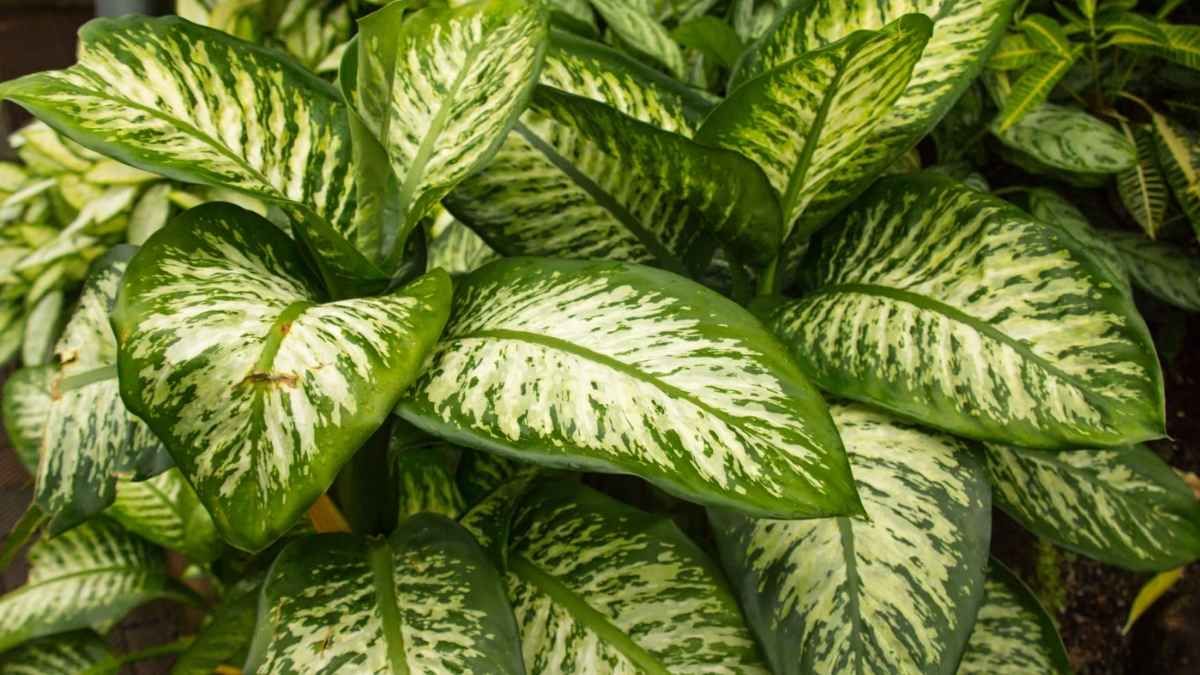 Algunas plantas comunes pueden ser venenosas para las mascotas. Algunas plantas comunes pueden ser venenosas para las mascotas.