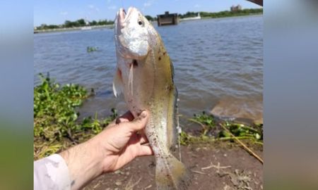 La corvina que apareció en la Laguna Setúbal y que llamó la atención de los pescadores y usuarios. Foto: Santa Pesca. La corvina que apareció en la Laguna Setúbal y que llamó la atención de los pescadores y usuarios. Foto: Santa Pesca.