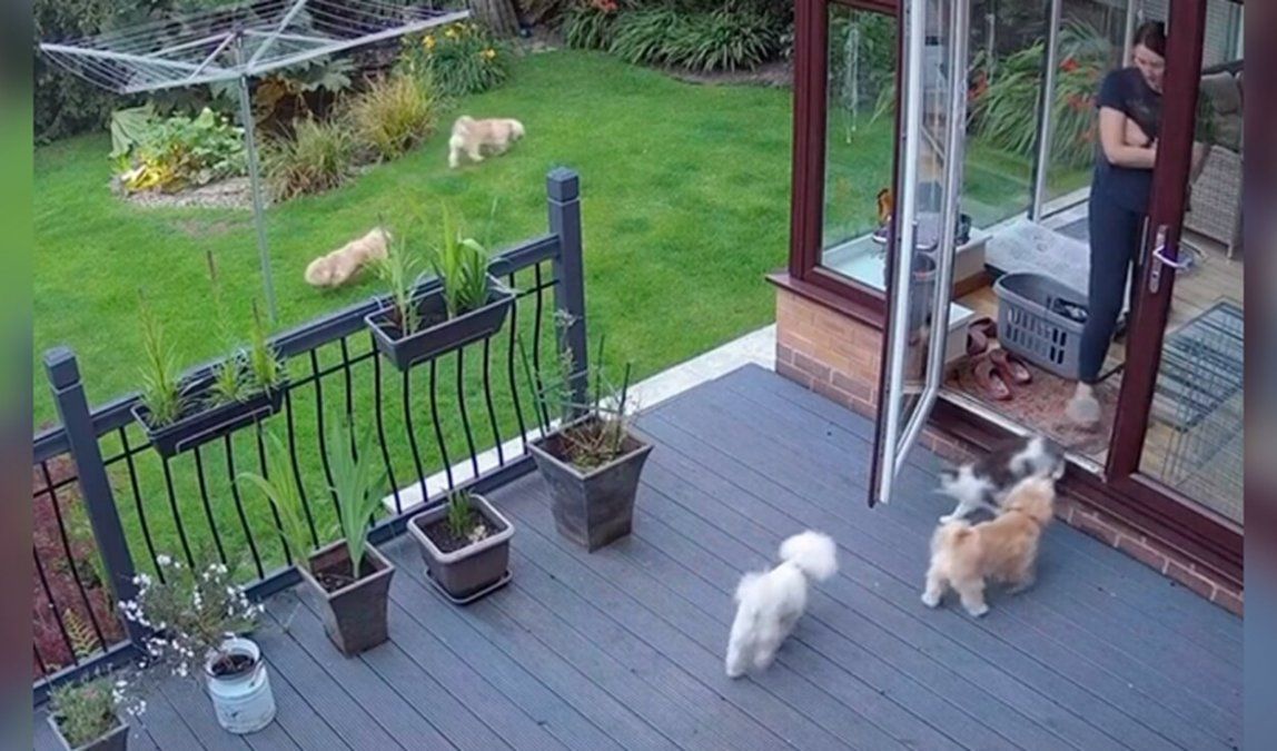 Un gato obliga a los perros a ingresar al hogar.