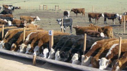 Destacan el fallo judicial que obliga a un feedlot de San Luis a cumplir normas ambientales