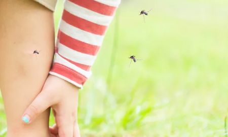 Ante la aparición de mosquitos se recomienda el uso de repelentes, además del desmalezado y el descacharrado en los domicilios. Ante la aparición de mosquitos se recomienda el uso de repelentes, además del desmalezado y el descacharrado en los domicilios.