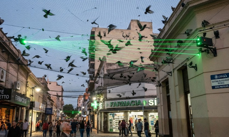 El municipio instaló dispositivos que proyectan haces de luz sobre las copas de los árboles para ahuyentar palomas y estorninos. El municipio instaló dispositivos que proyectan haces de luz sobre las copas de los árboles para ahuyentar palomas y estorninos.