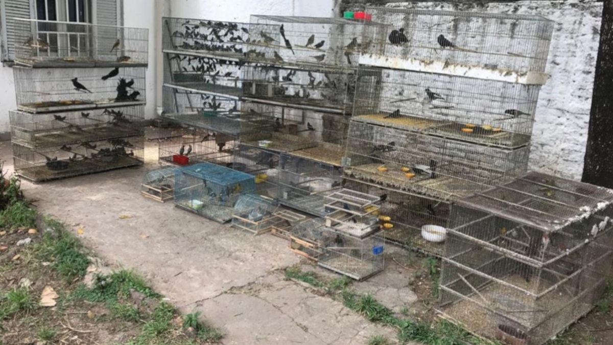 Rescataron 300 aves que eran comercializadas ilegalmente