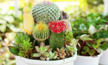Los cactus pueden florecer en primavera. Los cactus pueden florecer en primavera.