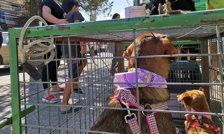 Aire de Santa Fe | perros en san javier 2.jpg