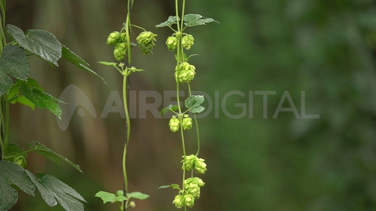 La experiencia para producir en Santa Fe el lúpulo destinado a la elaboración de cerveza, que históricamente se cultivó en la zona de la Comarca Andina en la precordillera chubutense, tomó impulso a partir de 2019.