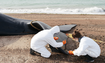 Descubren qué fue lo que mató a las 30 ballenas encontradas en Península Valdés Descubren qué fue lo que mató a las 30 ballenas encontradas en Península Valdés