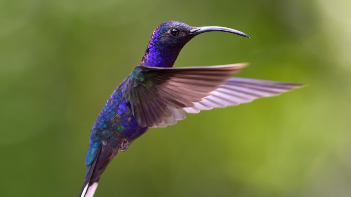 Qué flores del jardín atraen al colibrí azul