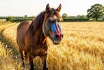 Pague más impuestos hoy y reciba un descuento en 2027: el generoso plan de incentivos para el campo Pague más impuestos hoy y reciba un descuento en 2027: el generoso plan de incentivos para el campo
