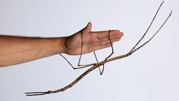 insecto más largo del mundo.jpg