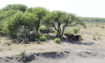 El norte de la provincia de Santa Fe atraviesa una dramática situación a raíz de una histórica sequía. El norte de la provincia de Santa Fe atraviesa una dramática situación a raíz de una histórica sequía.