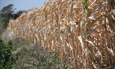 La Bolsa de Comercio de Rosario (BCR) elaboró un informe en donde detalla que el estrés hídrico del verano hizo caer la proyección de cosecha de soja y maíz 9 y 8 millones de toneladas. La Bolsa de Comercio de Rosario (BCR) elaboró un informe en donde detalla que el estrés hídrico del verano hizo caer la proyección de cosecha de soja y maíz 9 y 8 millones de toneladas.