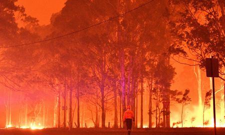 mas de 480 millones de animales murieron por los incendios en australia mas de 480 millones de animales murieron por los incendios en australia