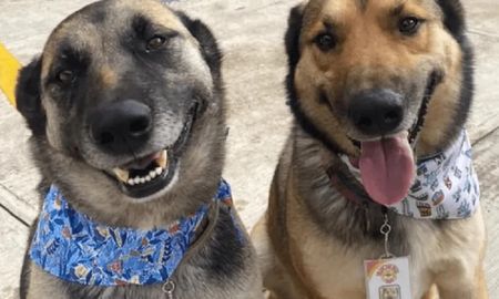 Dos perritos trabajan de meseros en el restaurante que los rescató