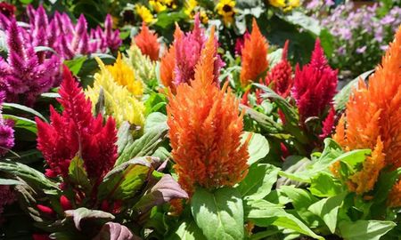 Tres plantas resistentes al calor que llenan el jardín de color en verano. Tres plantas resistentes al calor que llenan el jardín de color en verano.