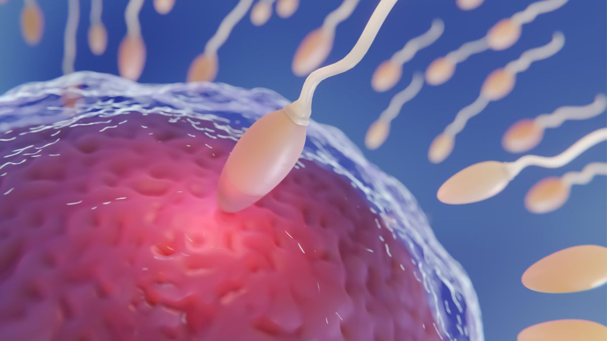 Si las pruebas continúan siendo satisfactorias, el producto podía llegar a los mercados en unos tres años y ser adquiridos por las clínicas de asistencia reproductiva de todo el mundo.