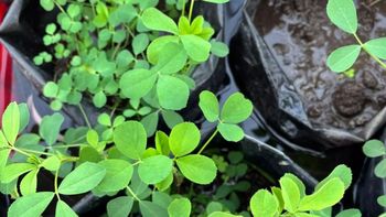 Nuevas alfalfas con mayor adaptación a ambientes encharcados