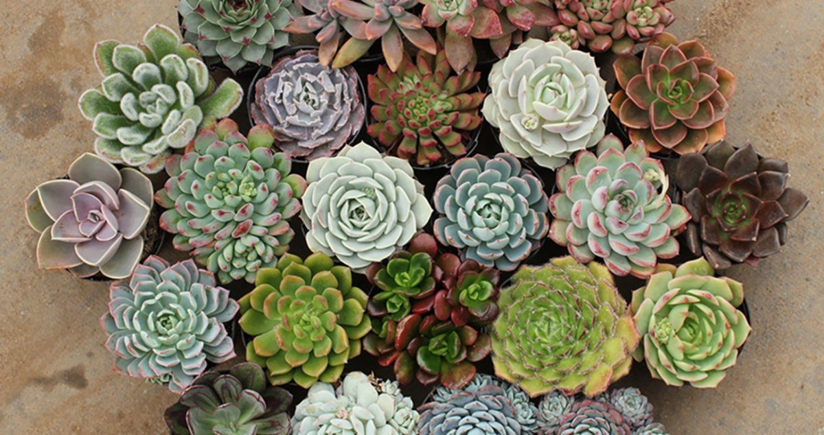 Distintos tipos de suculentas.