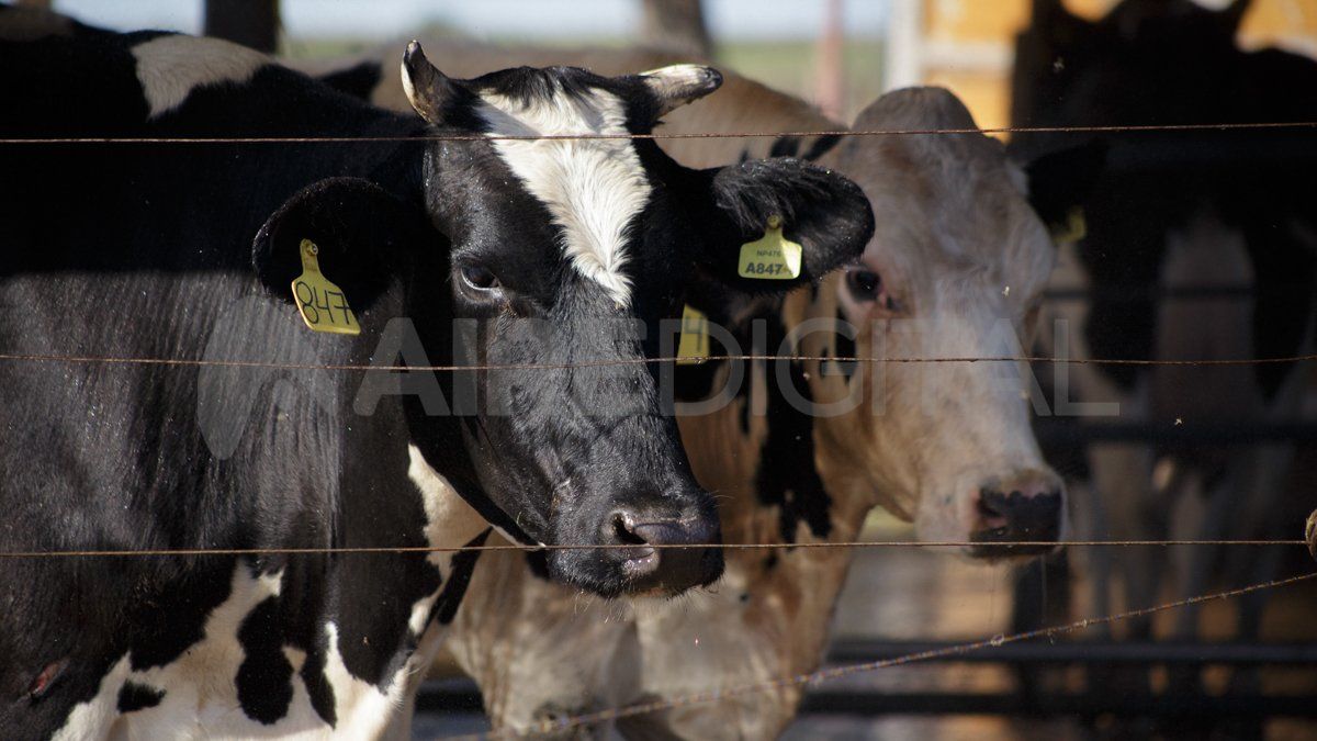 Las vacas eran robadas en provincia de Santa Fe y trasladadas a Santiago del Estero.&nbsp;