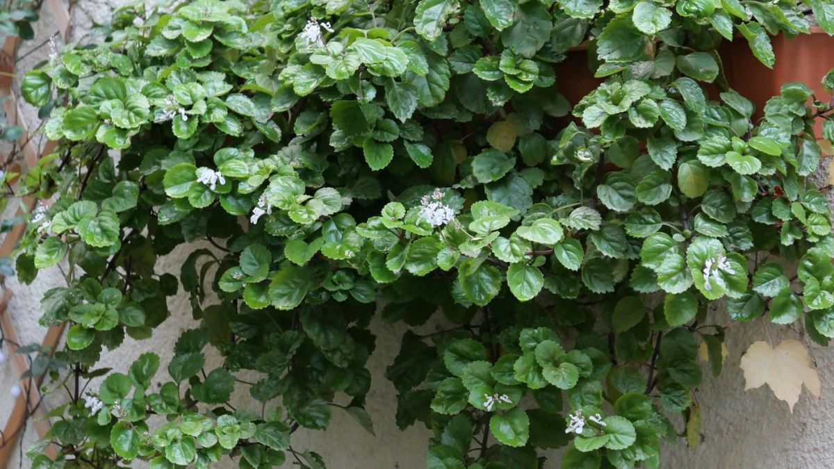 Su cuidado es sencillo: requiere buena iluminación, tierra ligeramente húmeda y evitar exceso de agua. Su cuidado es sencillo: requiere buena iluminación, tierra ligeramente húmeda y evitar exceso de agua.
