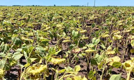 En el norte del SEA, conformado por los departamentos General Obligado, Vera y 9 de Julio, casi la totalidad de los cultivares alcanzaron la etapa de madurez fisiológica. Foto: SEA En el norte del SEA, conformado por los departamentos General Obligado, Vera y 9 de Julio, casi la totalidad de los cultivares alcanzaron la etapa de madurez fisiológica. Foto: SEA