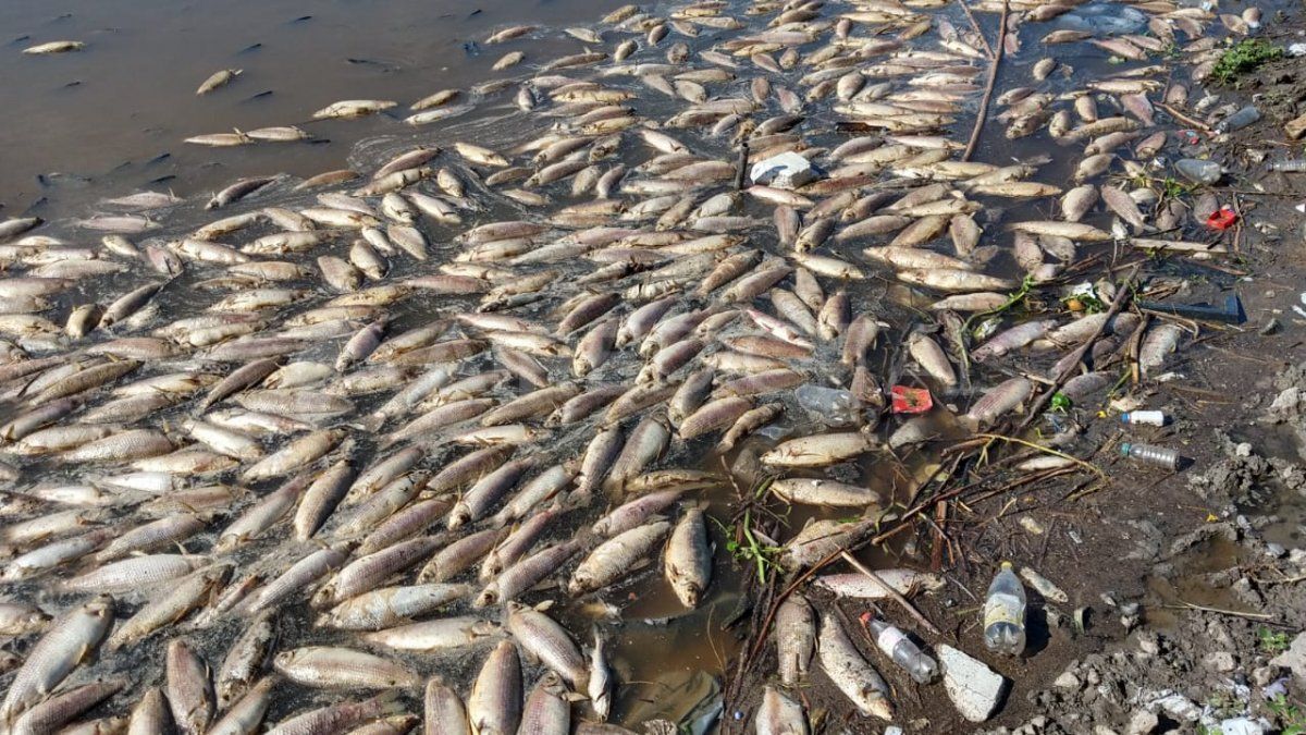 Provincia investiga el origen de la histórica mortandad de peces en el Salado