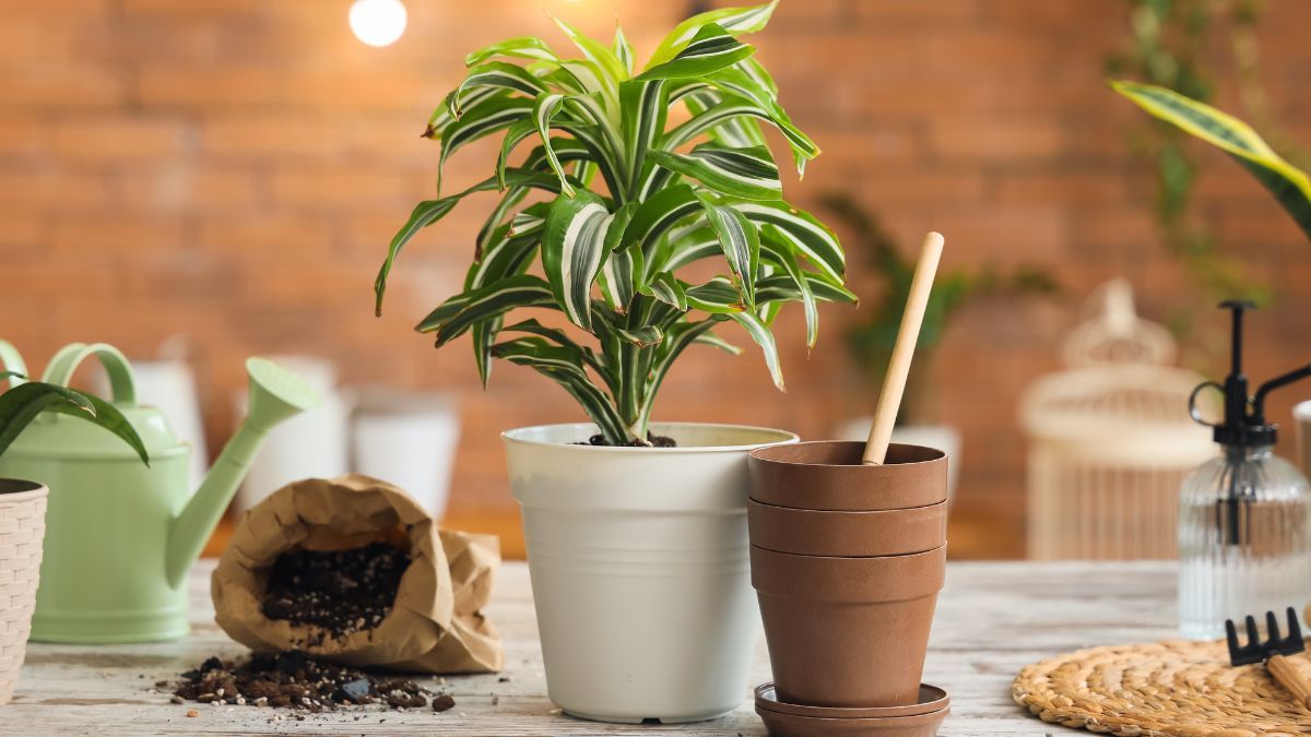 Plantas para abril: opciones ideales para llenar tu casa de verde en invierno.