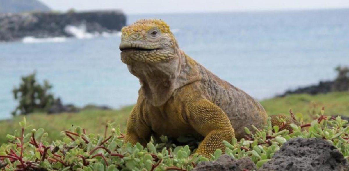 Video viral: una iguana atacó a una joven que estaba haciendo yoga en la playa.