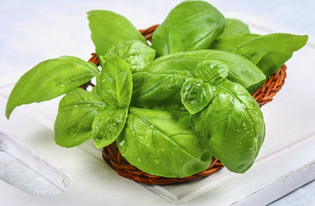 La albahaca ahuyenta a las moscas de forma natural. La albahaca ahuyenta a las moscas de forma natural.