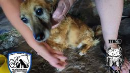 altText(Rescatan dos perros abandonados en una terraza de avenida Blas Parera)}