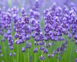 5 tipos de plantas con flores que actuan como protectoras de tu huerta 5 tipos de plantas con flores que actuan como protectoras de tu huerta
