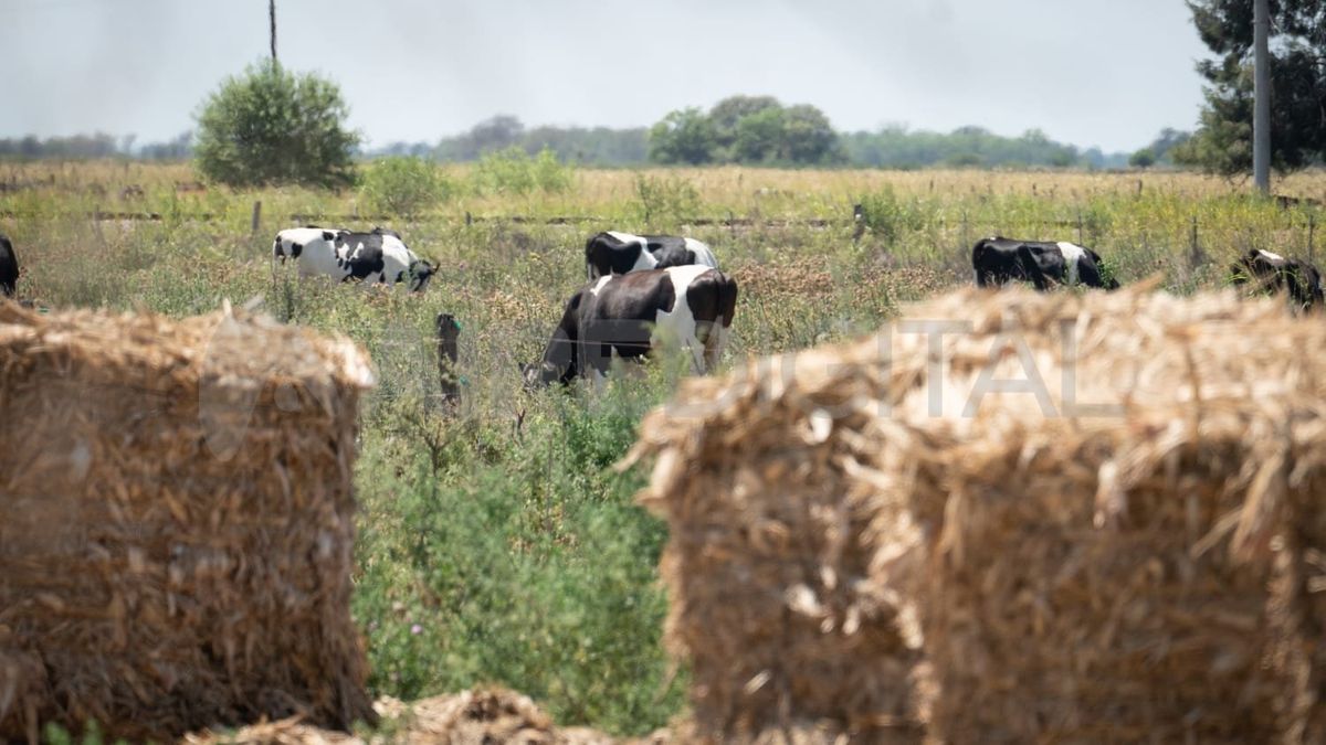 Economíadispondrá de beneficios fiscales para productores afectados.
