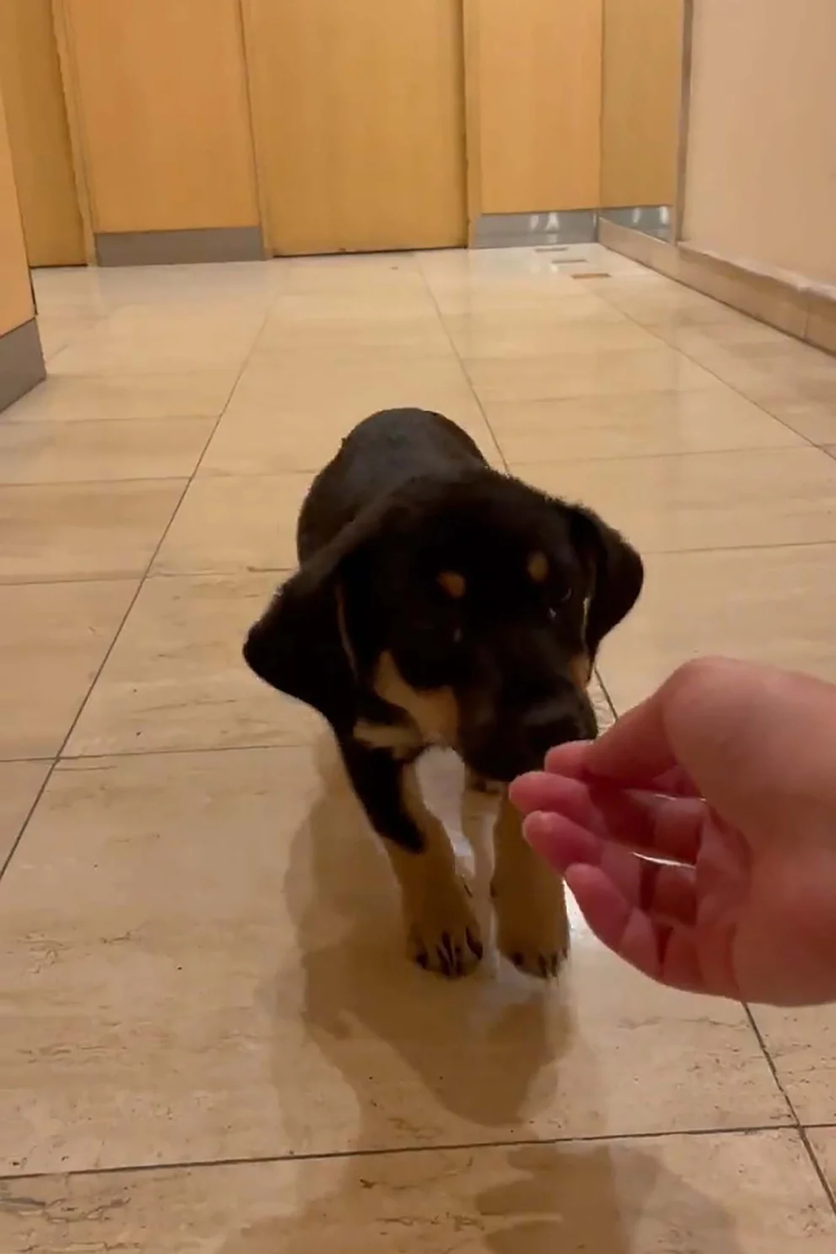 La foto que compartió la joven del perro llamado "John"