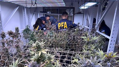 Vivero clandestino: la Policía Federal incautó más de 10 kilos de droga de alta calidad en Rosario