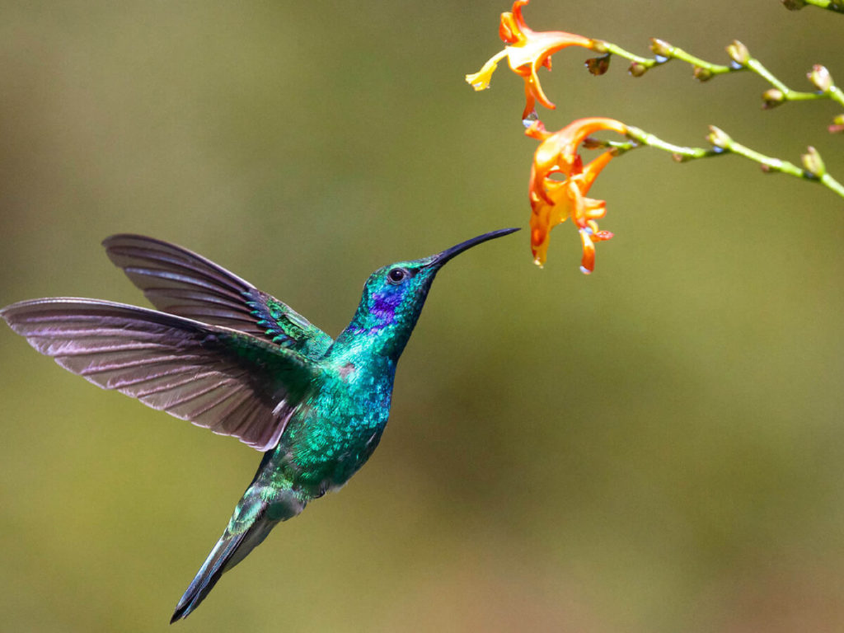 Los colibríes son conocidos por traer muchas cosas positivas a tu vida.