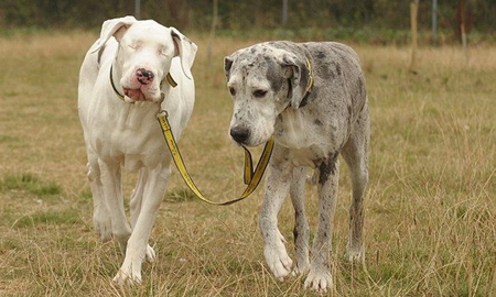 Perros y gatos ciegos: ¿Cómo se puede mejorar su calidad de vida? Perros y gatos ciegos: ¿Cómo se puede mejorar su calidad de vida?