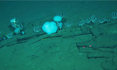 Fósiles de cinco millones de años yacen en el cementerio de ballenas de la Fosa de Diamantina. Fósiles de cinco millones de años yacen en el cementerio de ballenas de la Fosa de Diamantina.