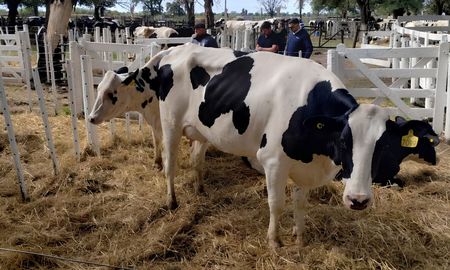 senal de alerta en la lecheria: la genetica refleja el mal momento del sector senal de alerta en la lecheria: la genetica refleja el mal momento del sector