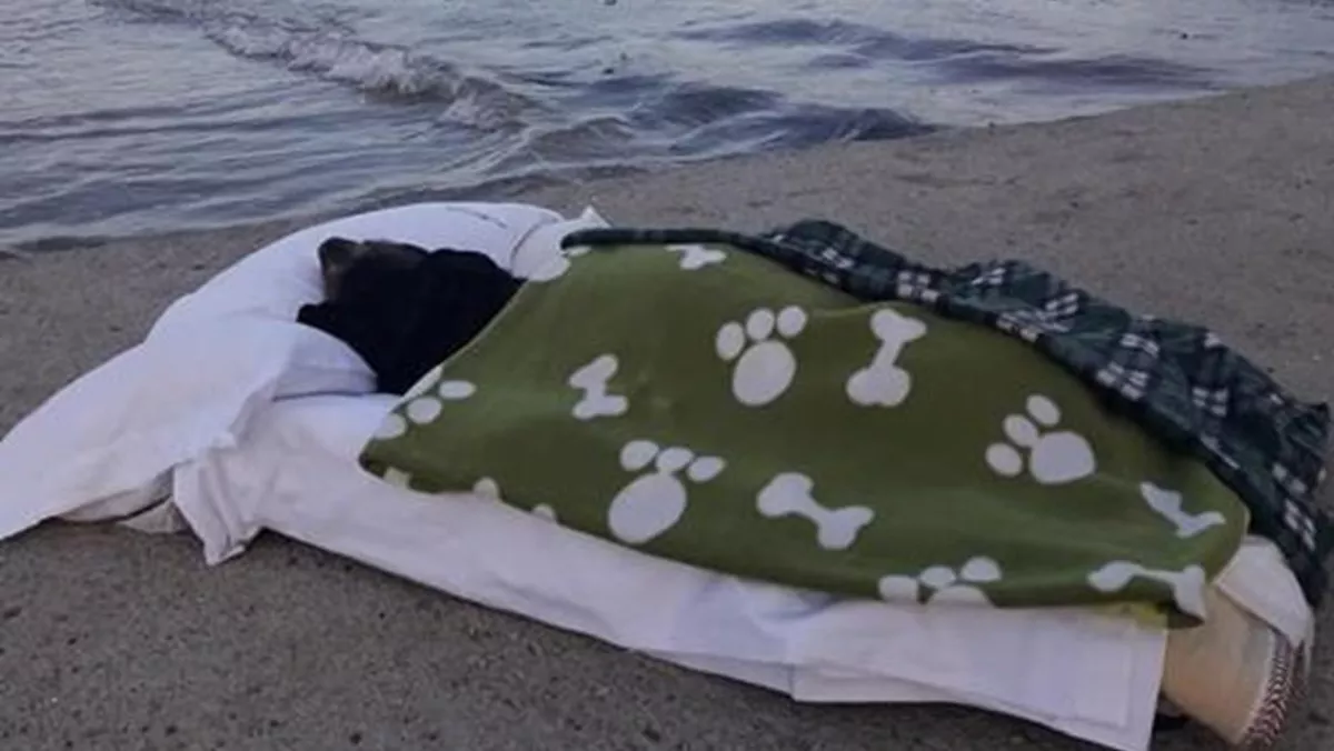 Temperato recostó al animal sobre unas mantas en la arena de la playa y la cubrió para que pudiera contemplar las olas del mar con el menor dolor posible.