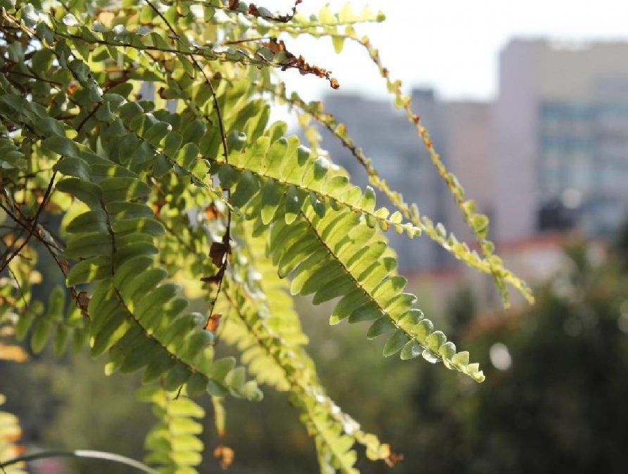 Cada mes del año tiene una planta que refleja tu personalidad y esencia. Cada mes del año tiene una planta que refleja tu personalidad y esencia.