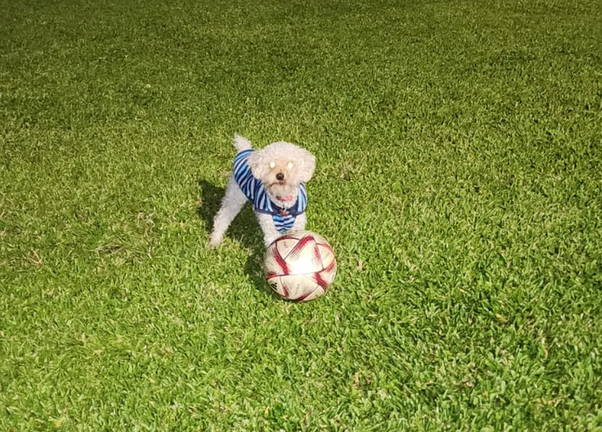 La pelota del último gol de Messi con el perro de los hermanos Soto en Argentina. La pelota del último gol de Messi con el perro de los hermanos Soto en Argentina.