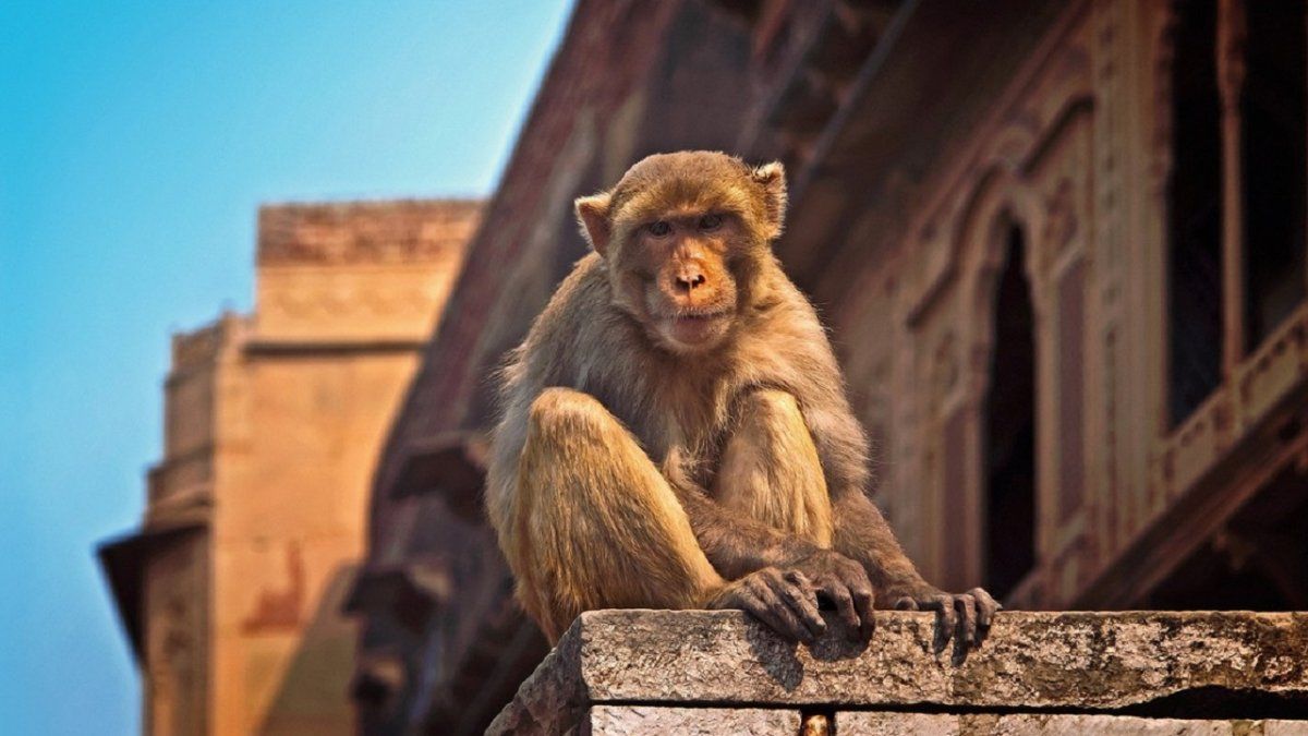 Un mono mató a un hombre al lanzarle un ladrillo en la cabeza.