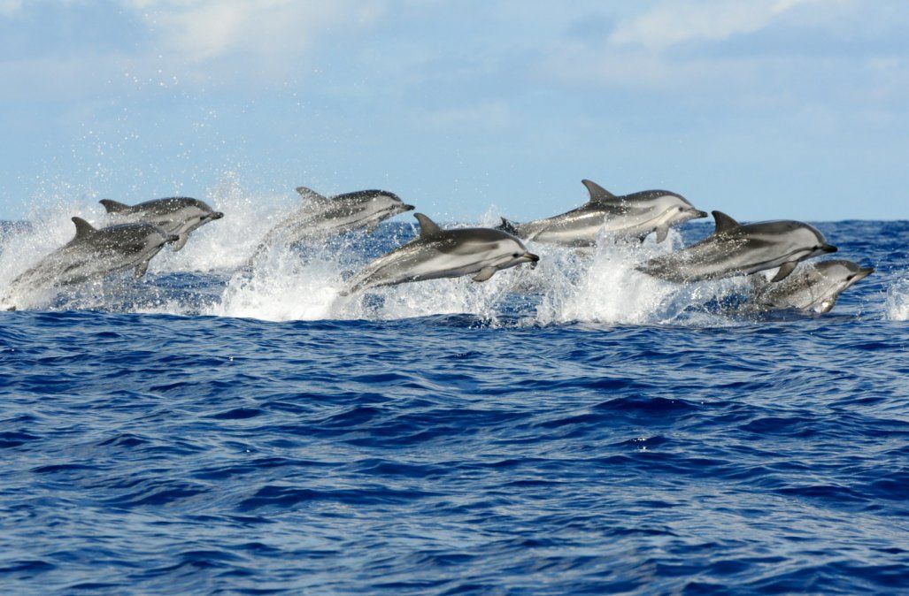Delfines en la costa rionegrina.