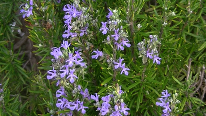 El SUPERALIMENTO con 8 veces más hierro que la lenteja