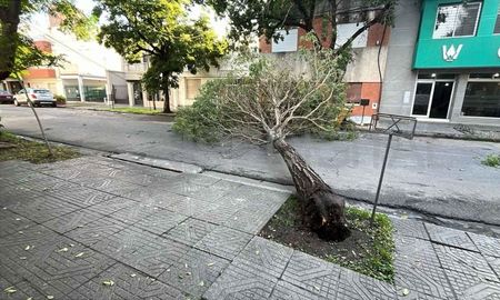 Aire de Santa Fe | árbol caído en san lorenzo al 1400.jpg