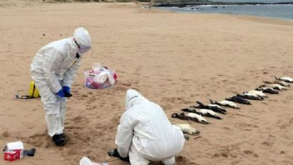 Mar del Plata: continúan encontrando pingüinos muertos en la costa y advierten que aparecerán más