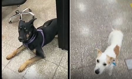 Algunas de las mascotas que cada día acompañan a sus dueños al trabajo.