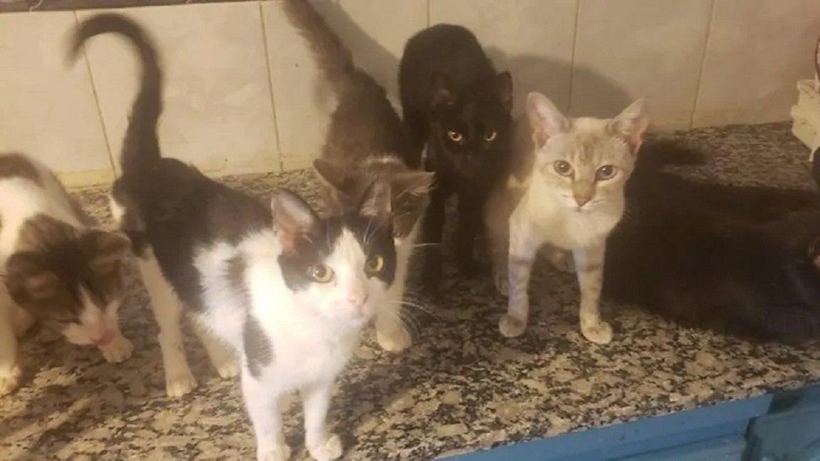 Los gatos que sobrevivieron