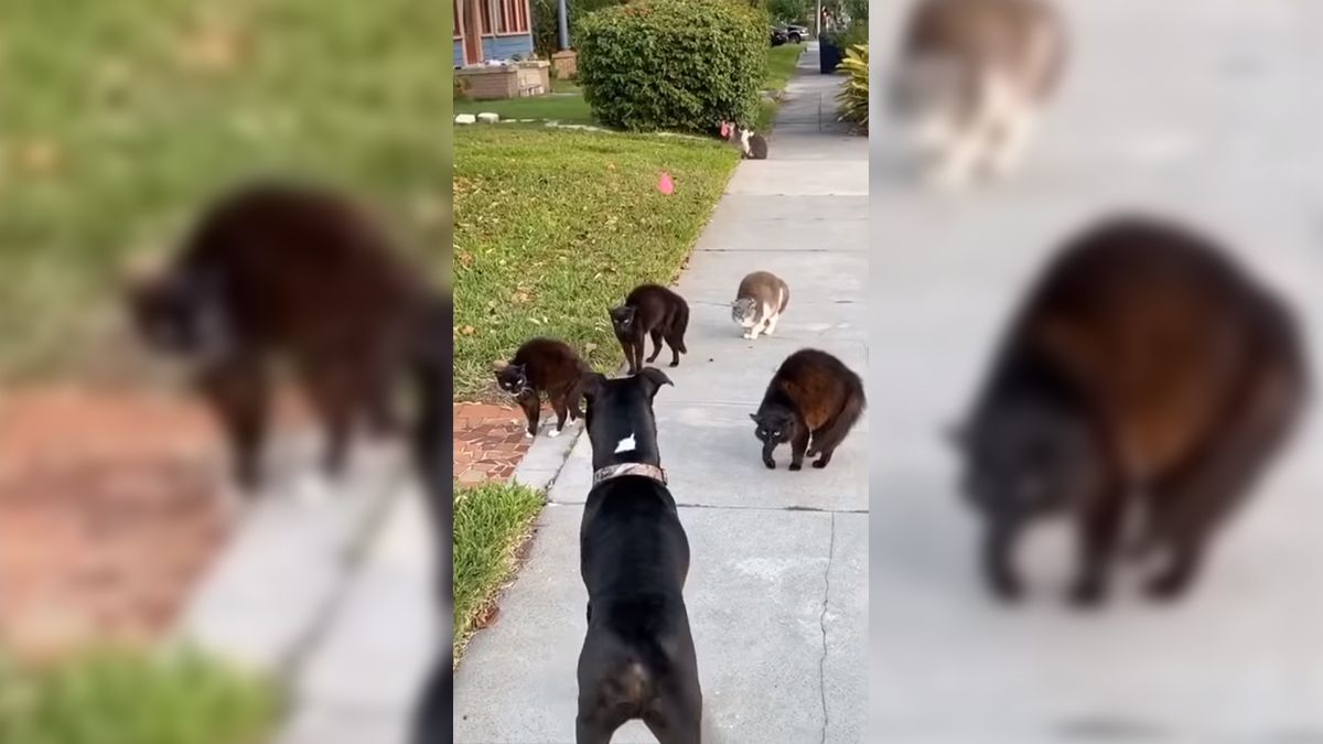 La reacción del canino no tiene desperdicio